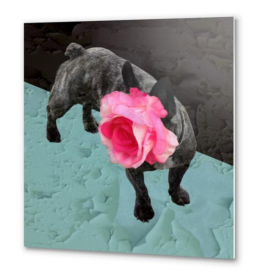 Romantic French Bulldog Metal prints by Ivailo K