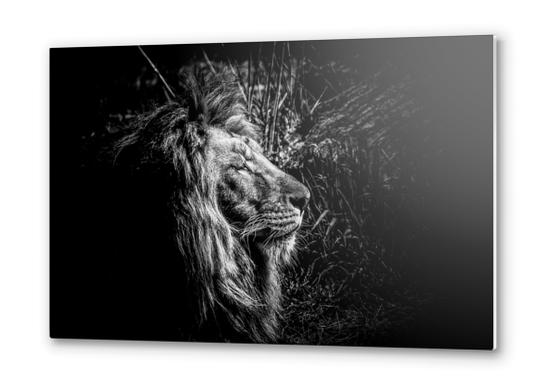 Lion Metal prints by Traven Milovich