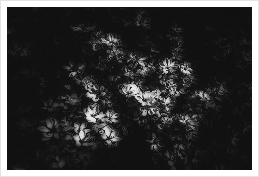 blooming flowers background in black and white Art Print by Timmy333