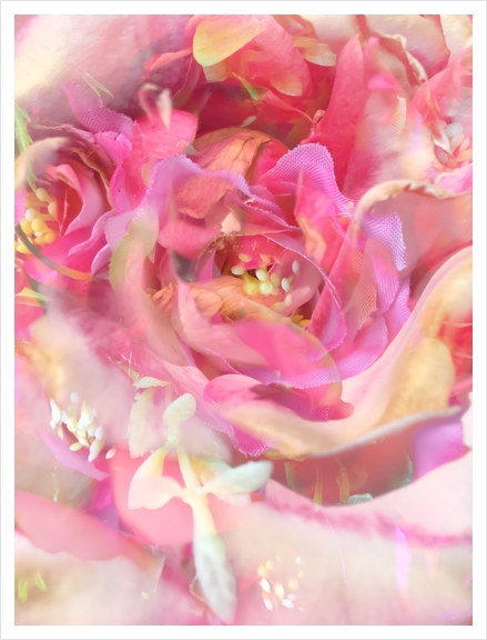 blooming pink rose texture abstract background Art Print by Timmy333