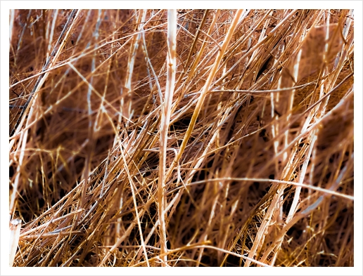 dry brown grass field texture abstract background Art Print by Timmy333