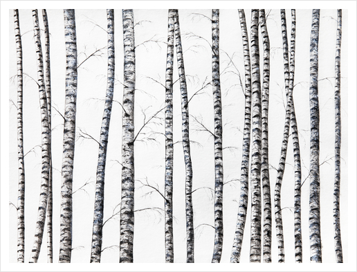 Birches Art Print by Nika_Akin