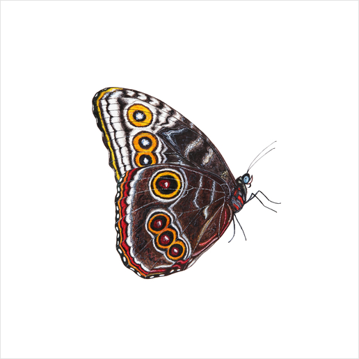 Butterfly Art Print by Nika_Akin