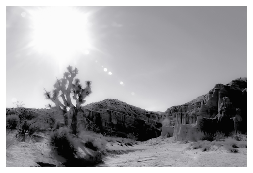 cactus in desert with summer sunlight at Red Rock Canyon, California, USA in black and white Art Print by Timmy333