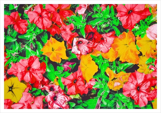 closeup flower abstract background in pink red yellow with green leaves Art Print by Timmy333