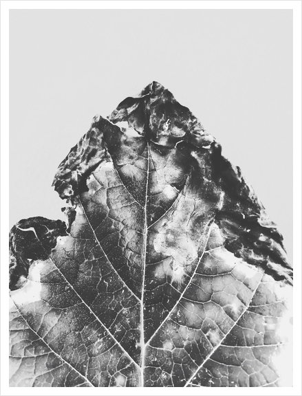 leaf texture background in black and white Art Print by Timmy333