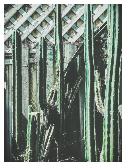 cactus with green and white wooden fence background Art Print by Timmy333