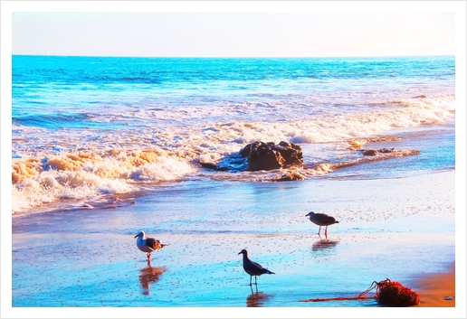 seagull bird on the sandy beach with blue wave water in summer Art Print by Timmy333