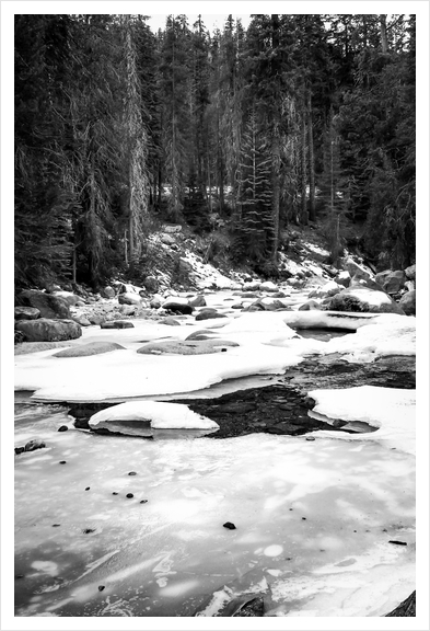 Sequoia national park, USA in black and white Art Print by Timmy333