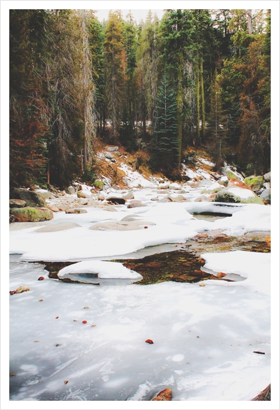 Sequoia national park, USA in winter Art Print by Timmy333