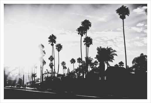 palm trees with sunlight in black and white Art Print by Timmy333