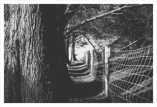 trees in the forest with shadow and sunlight in black and white Art Print by Timmy333