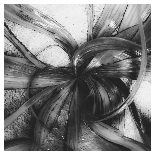 spiral leaves texture background in black and white Art Print by Timmy333