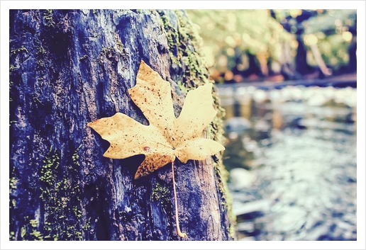maple leaf on the tree with river and forest background Art Print by Timmy333