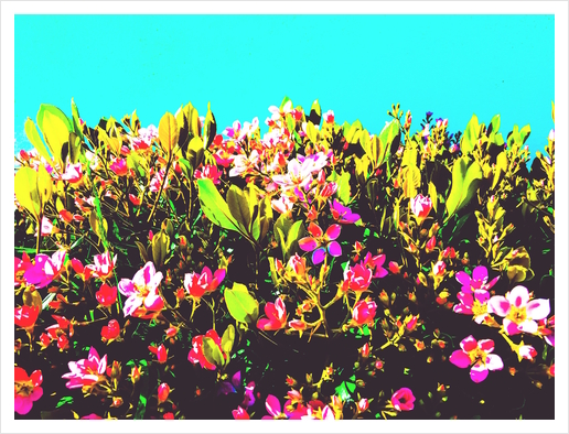 pink flowers with green leaves and blue background Art Print by Timmy333
