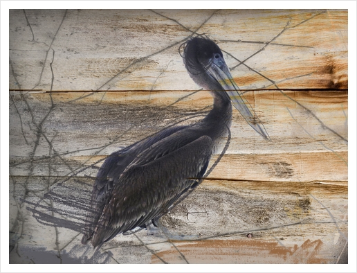 Pelican Art Print by Irena Orlov