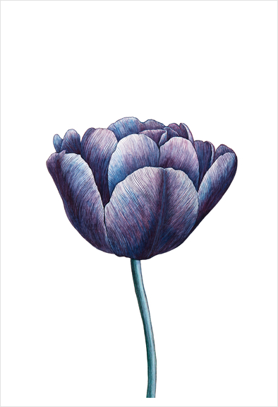 Tulip Art Print by Nika_Akin