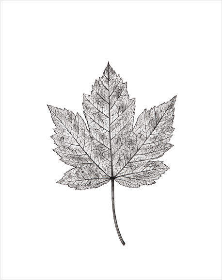 Maple Leaf Art Print by Nika_Akin