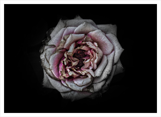 Backyard Flowers No 110 Color Version Art Print by The Learning Curve Photography