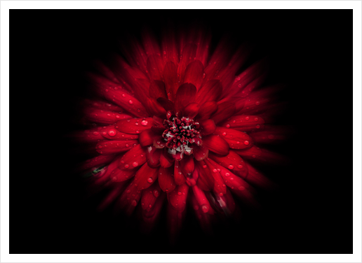Backyard Flowers No 45 Color Flow Version Art Print by The Learning Curve Photography