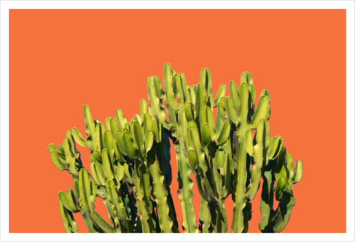 Bold Cactus Art Print by Uma Gokhale