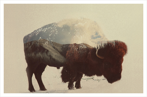 Buffalo Art Print by Andreas Lie