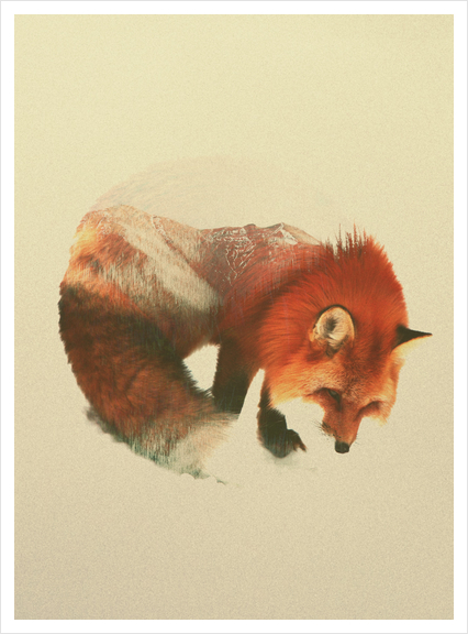 Snow Fox Art Print by Andreas Lie