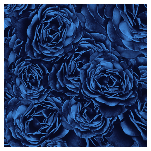 Enchanted Garden - Passion Roses Art Print by Octavia Soldani