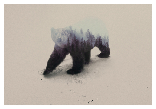 Polar Bear Art Print by Andreas Lie