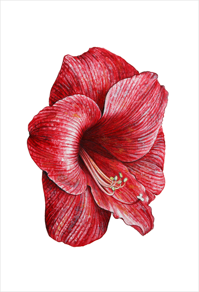 Red flower Art Print by Nika_Akin