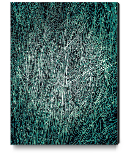 green grass texture abstract background Canvas Print by Timmy333