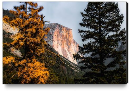 Mountains with autumn tree Yosemite national park, California, USA Canvas Print by Timmy333