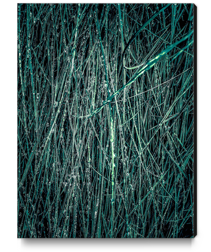 green silky grass texture abstract Canvas Print by Timmy333