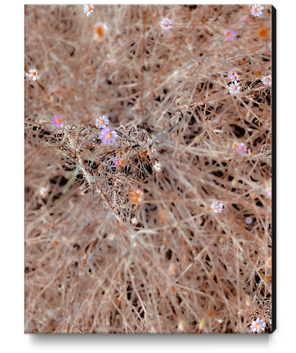 blooming white and pink flowers with dry brown grass background Canvas Print by Timmy333