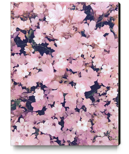 blossom blooming pink flower texture pattern abstract background Canvas Print by Timmy333