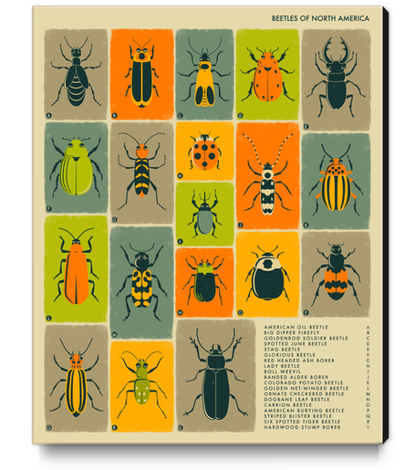BEETLES OF NORTH AMERICA Canvas Print by Jazzberry Blue