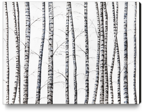 Birches Canvas Print by Nika_Akin