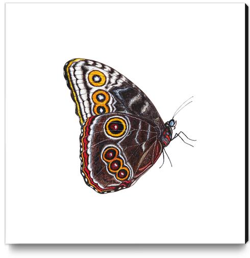 Butterfly Canvas Print by Nika_Akin