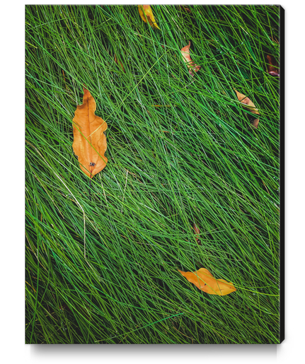 green grass field background with dry brown leaves Canvas Print by Timmy333