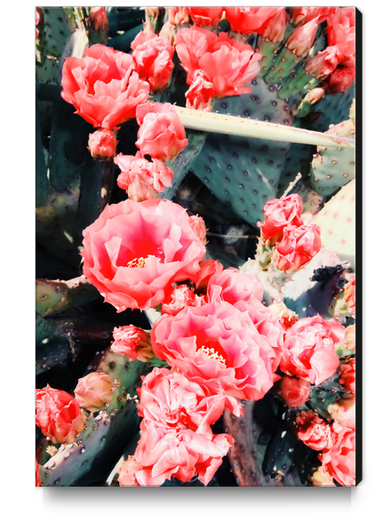 closeup blooming red cactus flower texture background Canvas Print by Timmy333