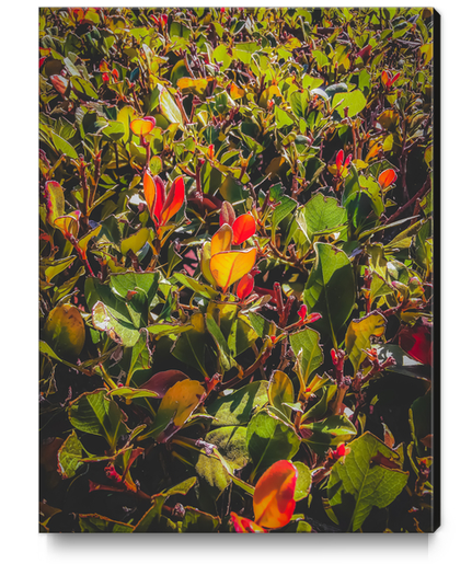 green leaves and orange leaves texture background Canvas Print by Timmy333