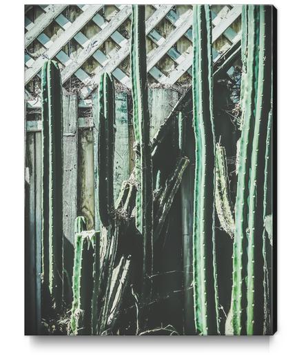 cactus with green and white wooden fence background Canvas Print by Timmy333