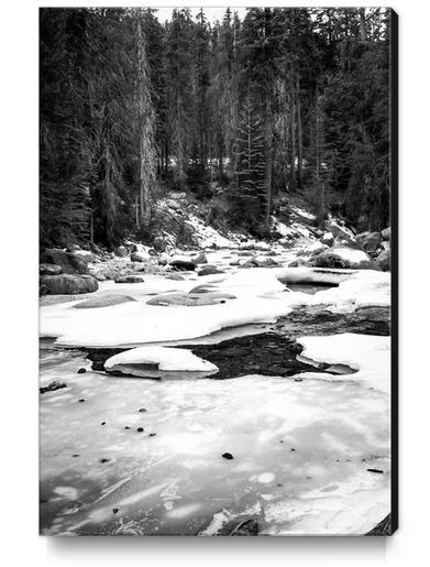 Sequoia national park, USA in black and white Canvas Print by Timmy333
