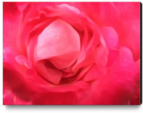 closeup red rose texture abstract background Canvas Print by Timmy333