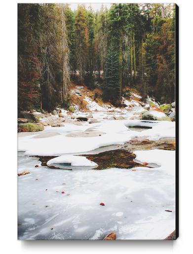 Sequoia national park, USA in winter Canvas Print by Timmy333