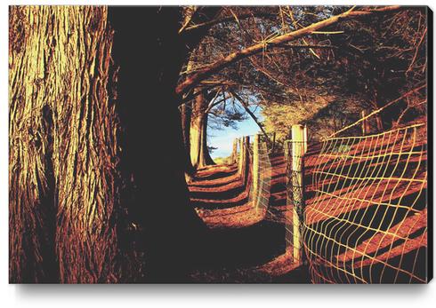 trees in the forest with shadow and sunlight Canvas Print by Timmy333