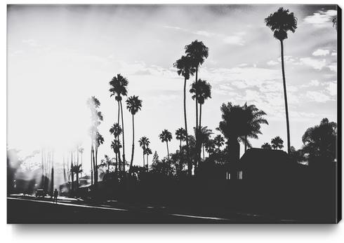 palm trees with sunlight in black and white Canvas Print by Timmy333