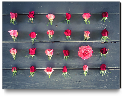 fresh red and pink roses on the wooden table Canvas Print by Timmy333