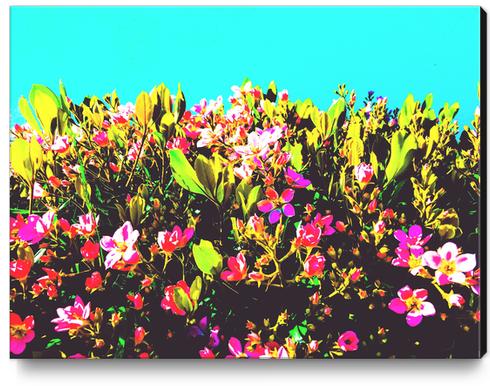 pink flowers with green leaves and blue background Canvas Print by Timmy333