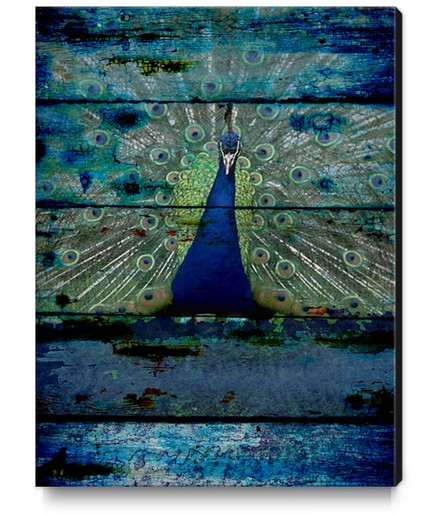 Peacock III Canvas Print by Irena Orlov